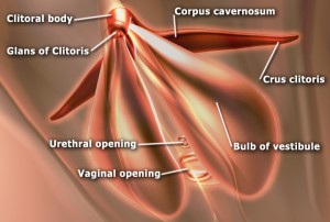 EdSim_Clitoris_anatomy