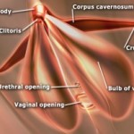 Detailed Clitoris Anatomy Diagram