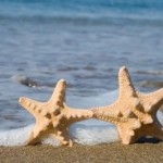 Starfish on a Sandy Beach