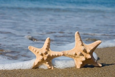 Starfish on a Sandy Beach