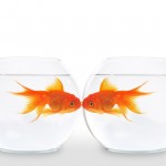 Aquatic Beauty: Goldfish Bowl