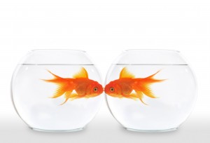 Aquatic Beauty: Goldfish Bowl