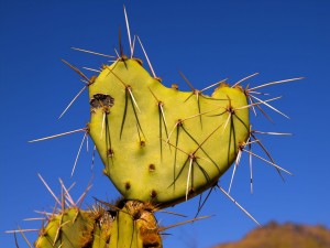 Prickly Charm: Stunning Desert Cactus