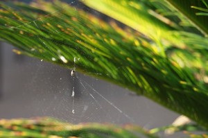Glistening Spider Web Close-Up