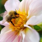 Nature's beauty: Bee and flower