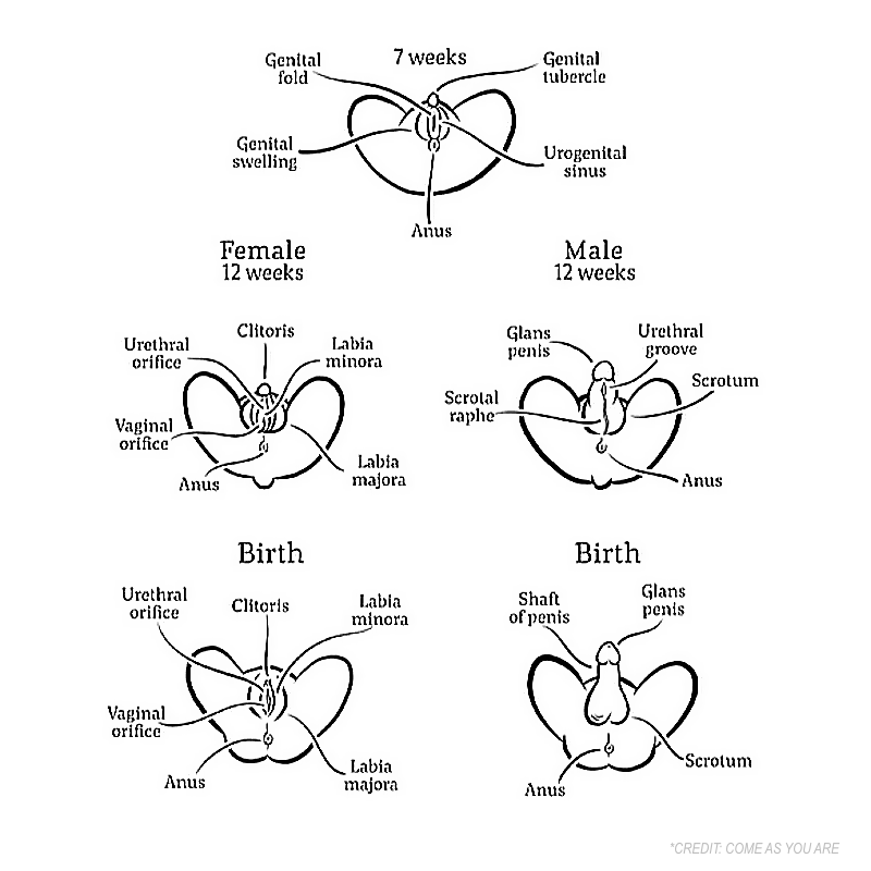 Come As You Are Female Male Comparison