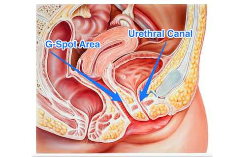 anatamy of how to make a woman squirt