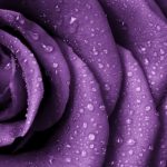 Exquisite Violet Flower