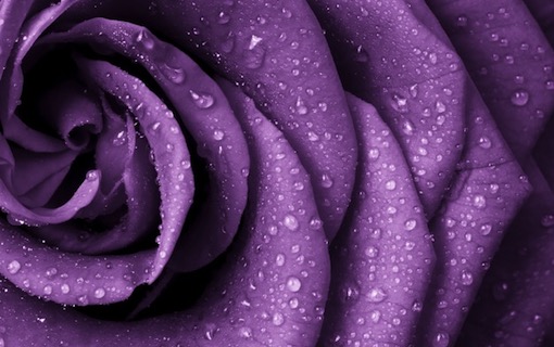 Exquisite Violet Flower