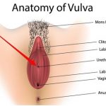 Vulva Structure Study: Diagram