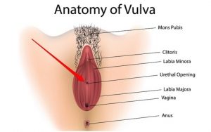 Vulva Structure Study: Diagram