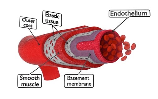 Vital Endothelium Elastic Tissue: Inner Wall Resilience