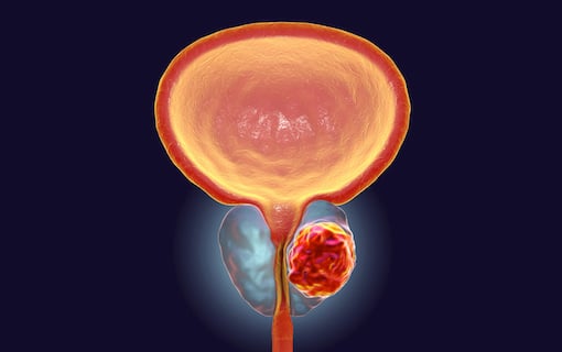 Essential Insights: Understanding The Prostate