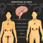 Balancing Health: Understanding Endocrine Glands