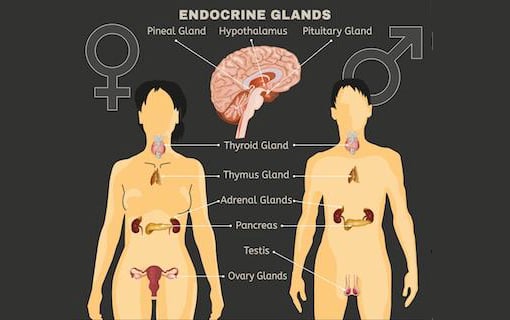 Balancing Health: Understanding Endocrine Glands