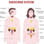 Endocrine System Essentials: Hormones and Functions