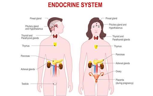 Endocrine System Essentials: Hormones and Functions