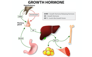 Optimize Growth Hormone Secretion