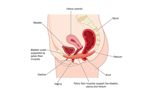 pelvic floor dysfunction treatment