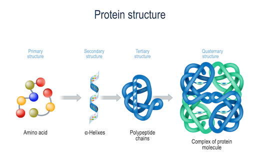 https://members.personallifemedia.com/wp-content/uploads/2022/07/Protein-Structure.png