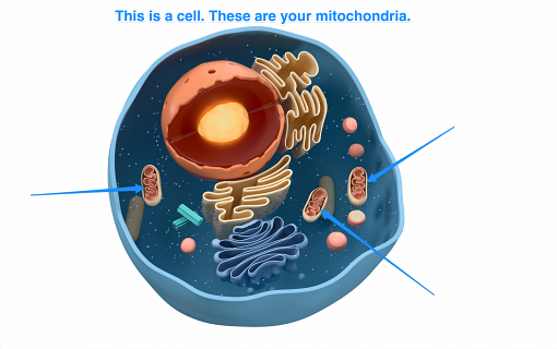 Powerhouse Cells: Enhancing Your Mitochondria