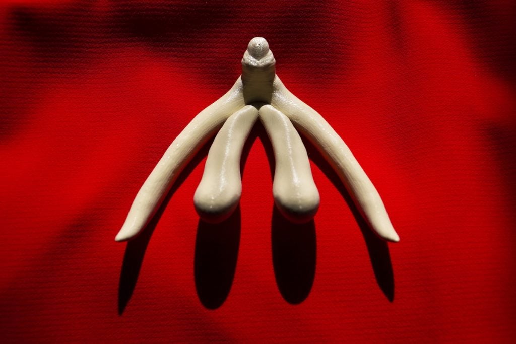 3D Clitoris Model