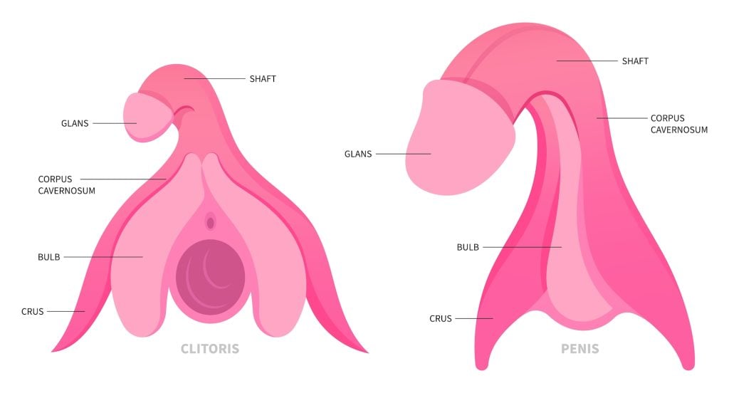 Clitoris And Penis Parts