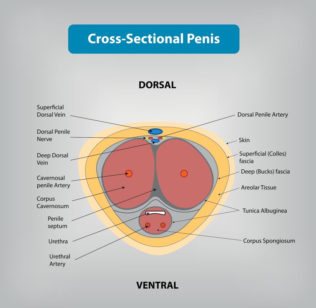 Cross Sectional Penis