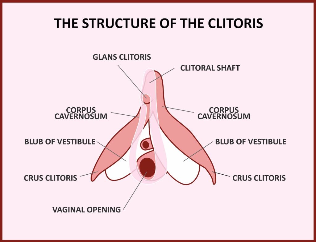 Structure Of The Clitoris
