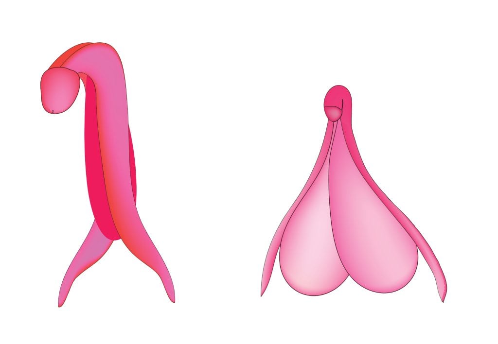 The Penis And Clitoris Illustrated